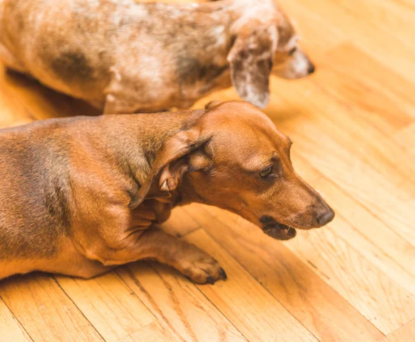 Dauchsund Perros jugando — Foto de Stock