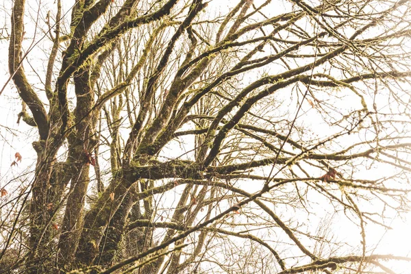 Árvore Mossy em Foggy Forest Park — Fotografia de Stock