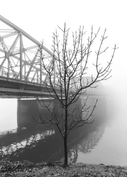 Árvore em Foggy Bridge Paisagem — Fotografia de Stock
