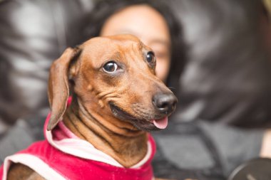 Sevimli Dachsund giyen köpek giysi