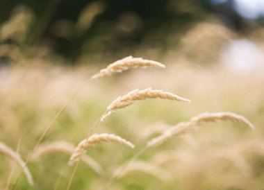 Buğday saplarını rüzgarda bükme