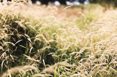 Buğday bir alanda takip ediyor.