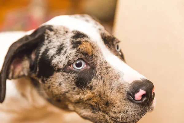 Cachorrinho de raça mista com olhos azuis brilhantes — Fotografia de Stock