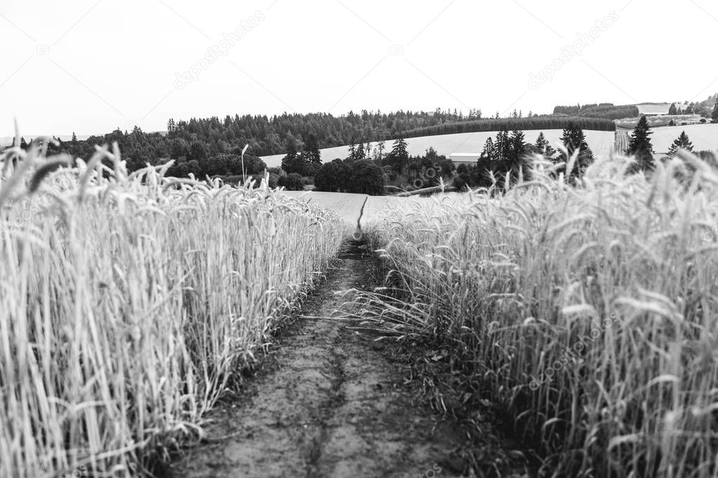 Wheat Field in Rural Farm Land