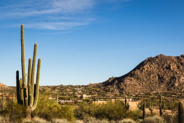Scottsdale, Arizona saguaro kaktüsü