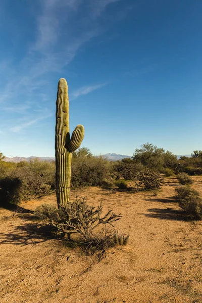 Saguaro Cactus in Scottsdale, Arizona — Stock Photo, Image