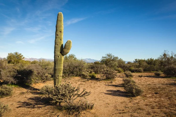 Saguaro Cactus in Scottsdale, Arizona — Stock Photo, Image