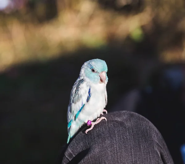 Blue and White Bird on Person's Knee — Stock Photo, Image