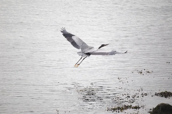 Heron uçan üzerinde okyanus su — Stok fotoğraf
