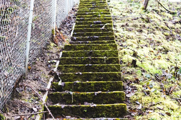 Escadaria coberta de musgo ao lado de uma cerca Chainlink — Fotografia de Stock