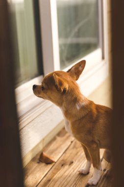 Small Orange Dog Looking into Window clipart