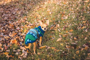Miniature Chihuahua Wearing Sweater Looking into Camera clipart