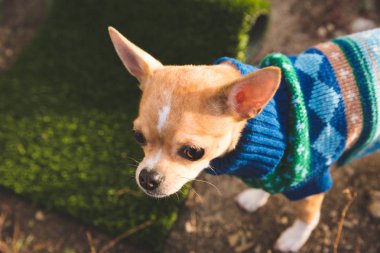 Face of Miniature Chihuahua in a Sweater clipart