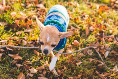 Miniature Chihuahua Wearing Sweater Carrying a Stick clipart