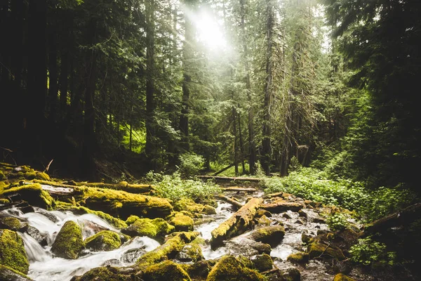 Corriente rocosa que fluye a través de exuberante bosque — Foto de Stock