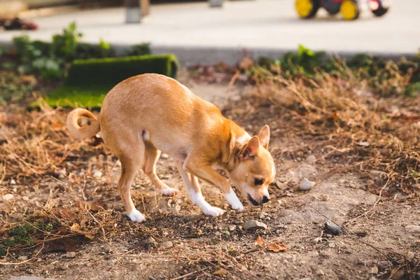 Piccolo cane Sniffing Patch di sporco — Foto Stock