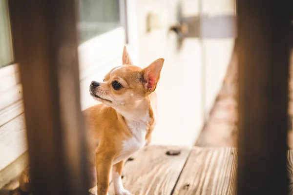 Petit chien avec tête tournée — Photo