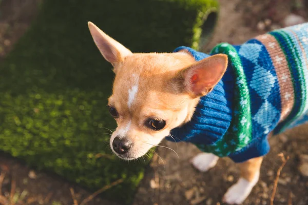 Visage de Chihuahua miniature dans un pull — Photo