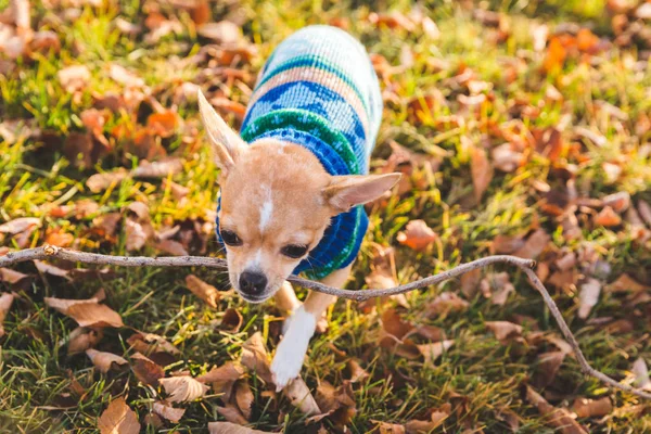 Miniatuur Chihuahua dragen van de trui een Stick uitvoering — Stockfoto