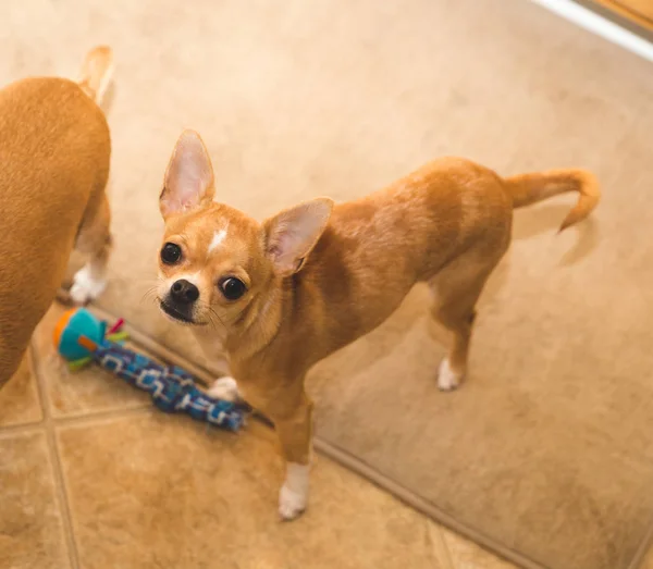 Minyatür Chihuahuas oynarken
