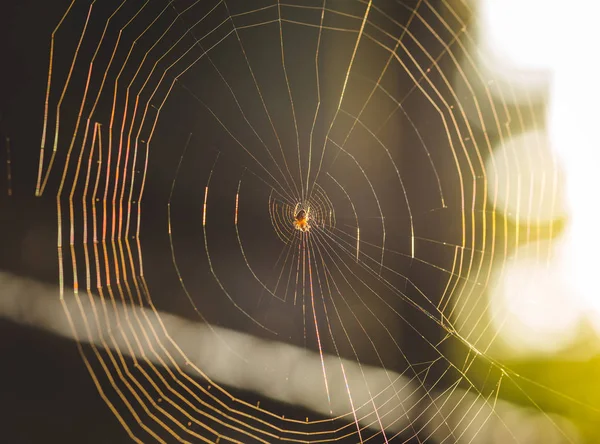 Luz solar refletindo sobre uma aranha na web — Fotografia de Stock