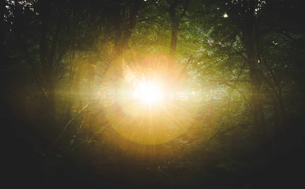 Brilhante rajada de luz na floresta — Fotografia de Stock