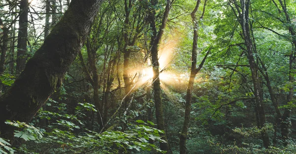 Explosão de luz em uma floresta — Fotografia de Stock