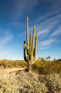 Saguaro Cactus in Scottsdale, Arizona clipart