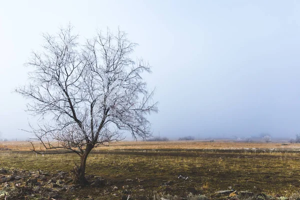 Одинокое дерево в зимнем ландшафте — стоковое фото
