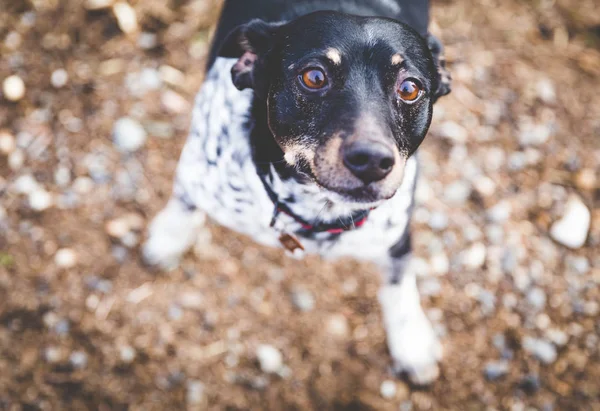 Terrieri koira katselee ylös isoilla ruskeilla silmillä — kuvapankkivalokuva