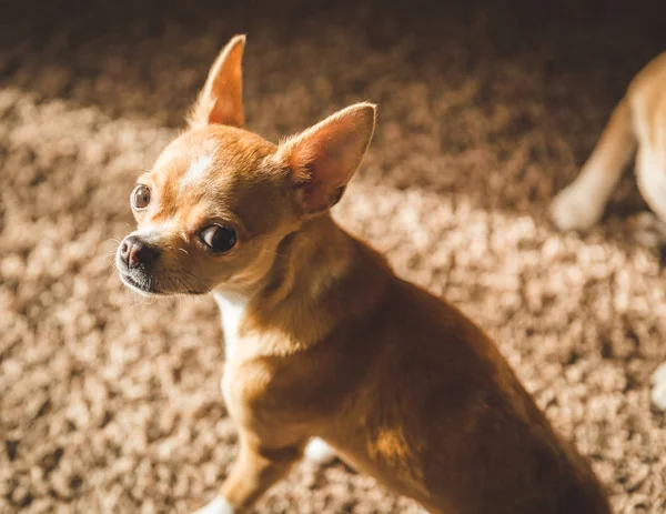 Chihuahua chiot regarder en arrière — Photo