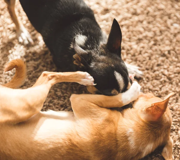 Chihuahuas Jouer et être mignon — Photo