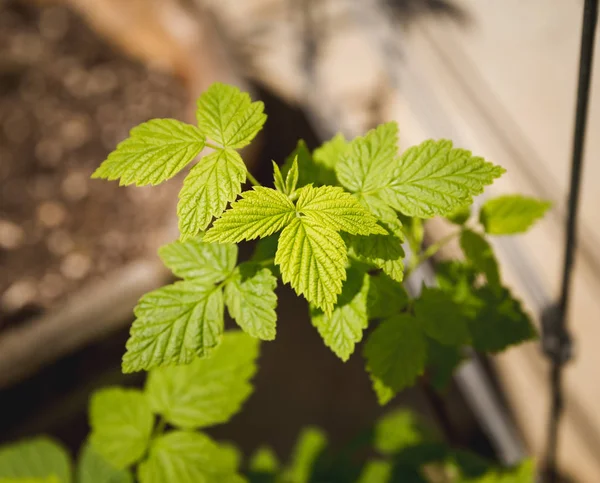 Grüne Blätter im Frühling — Stockfoto