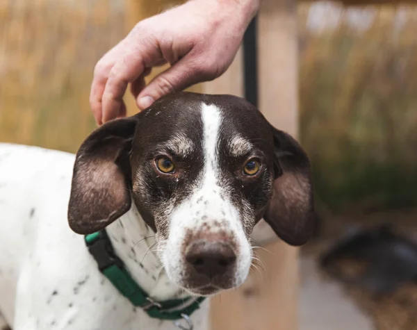 Petting allemand à poil court chien pointeur — Photo