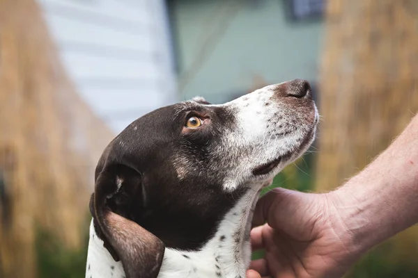 Petting allemand à poil court chien pointeur — Photo