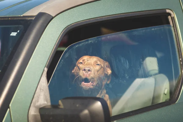 Kahverengi köpek araba pencereden dışarı bakarak