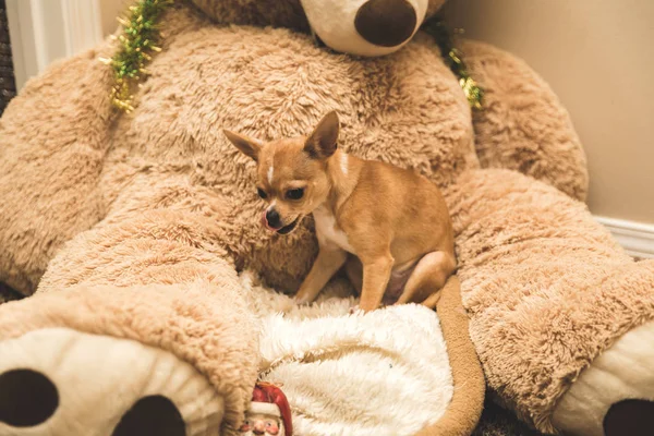 Chihuahua Puppy Sitting on Large Stuffed Bear