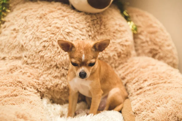 Chihuahua Puppy Sitting on Large Stuffed Bear