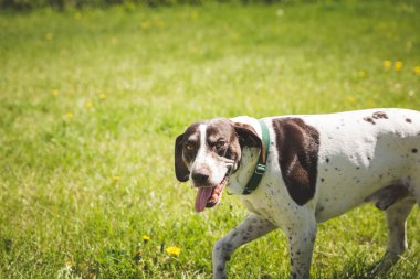 Nefes nefese Alman Shorthaired ibre