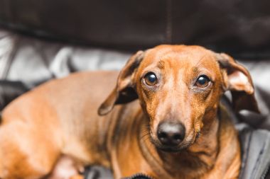 Sevimli Dachsund ya da Weiner köpek