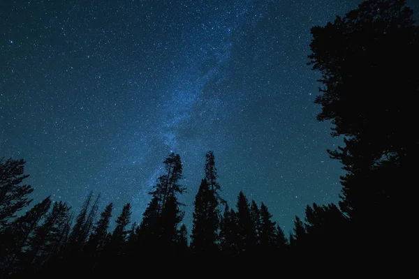 Vía Láctea Estrellas sobre árboles altos — Foto de Stock