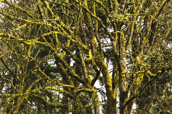 Зеленые деревья — стоковое фото