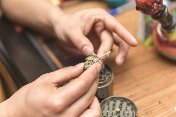 Hände mit Cannabisblüte oder -knospe — Stockfoto