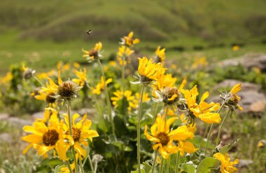 Baharda sarı çiçekler