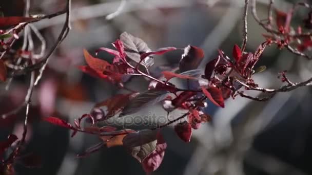 Kastanienbraune oder rote Baumblätter, die im Wind wehen. — Stockvideo