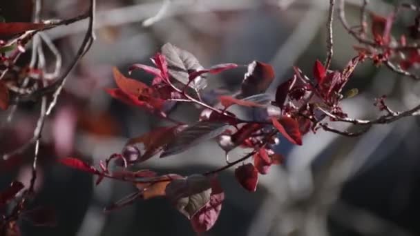 Dark Red Tree Leaves Blowing in the Wind — Stock Video