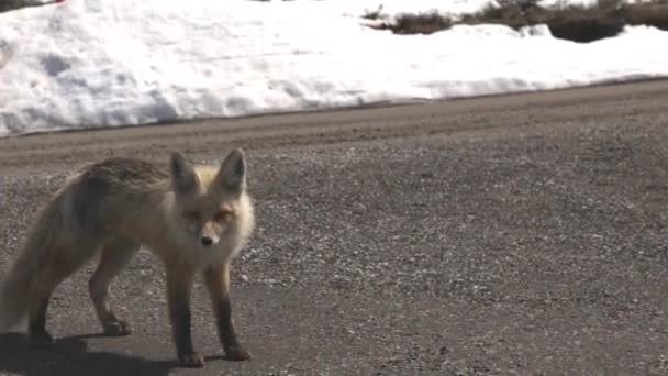 Fox Walking Down Dirt Road — Stock Video