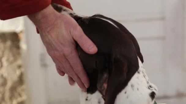 Man kinderboerderij volwassen mannelijke hond — Stockvideo