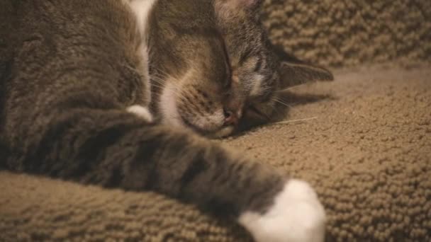 Dospělou kočku spící na schodech — Stock video