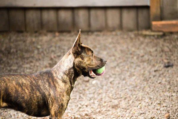 Gemengde Pitbull hond die bal buiten — Stockfoto